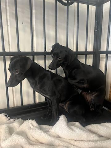Beyonce & Mariah Carey, an adopted Chiweenie in Temple, TX image 3/3