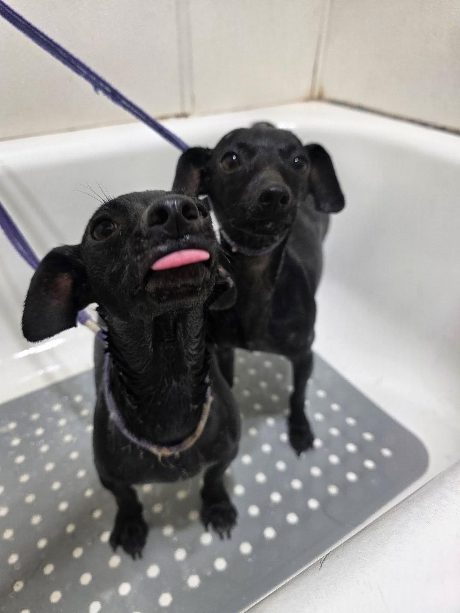 Beyonce & Mariah Carey, an adopted Chiweenie in Temple, TX image 1/3
