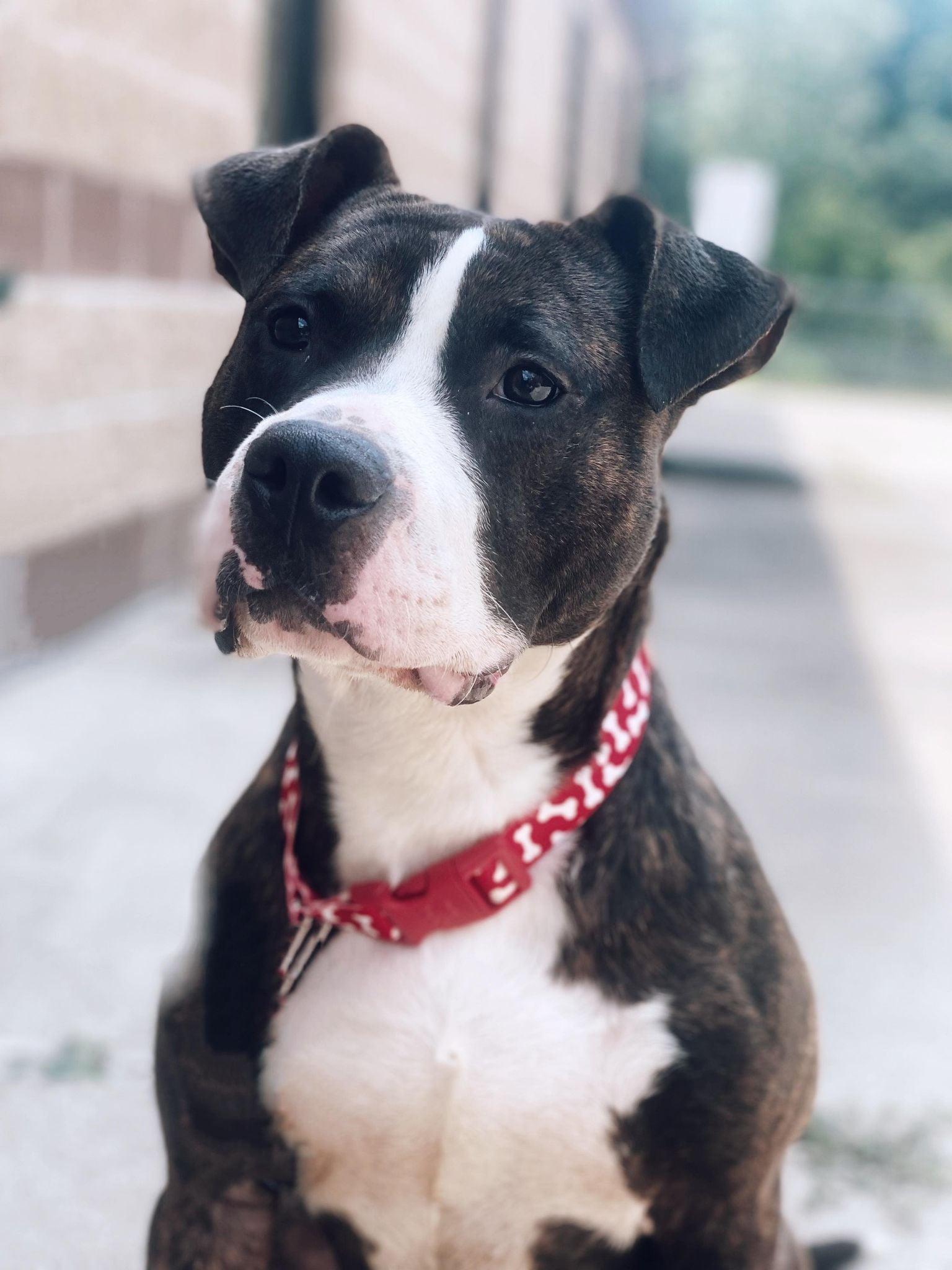 chomp, Adoptable, Adult Male Pit Bull Terrier & American Staffordshire Terrier.