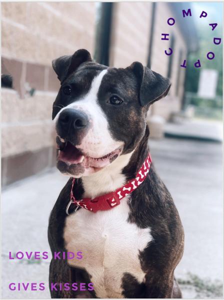 Enlarge chomp, a Adoptable mixed breed in MARION, IN image 2/6