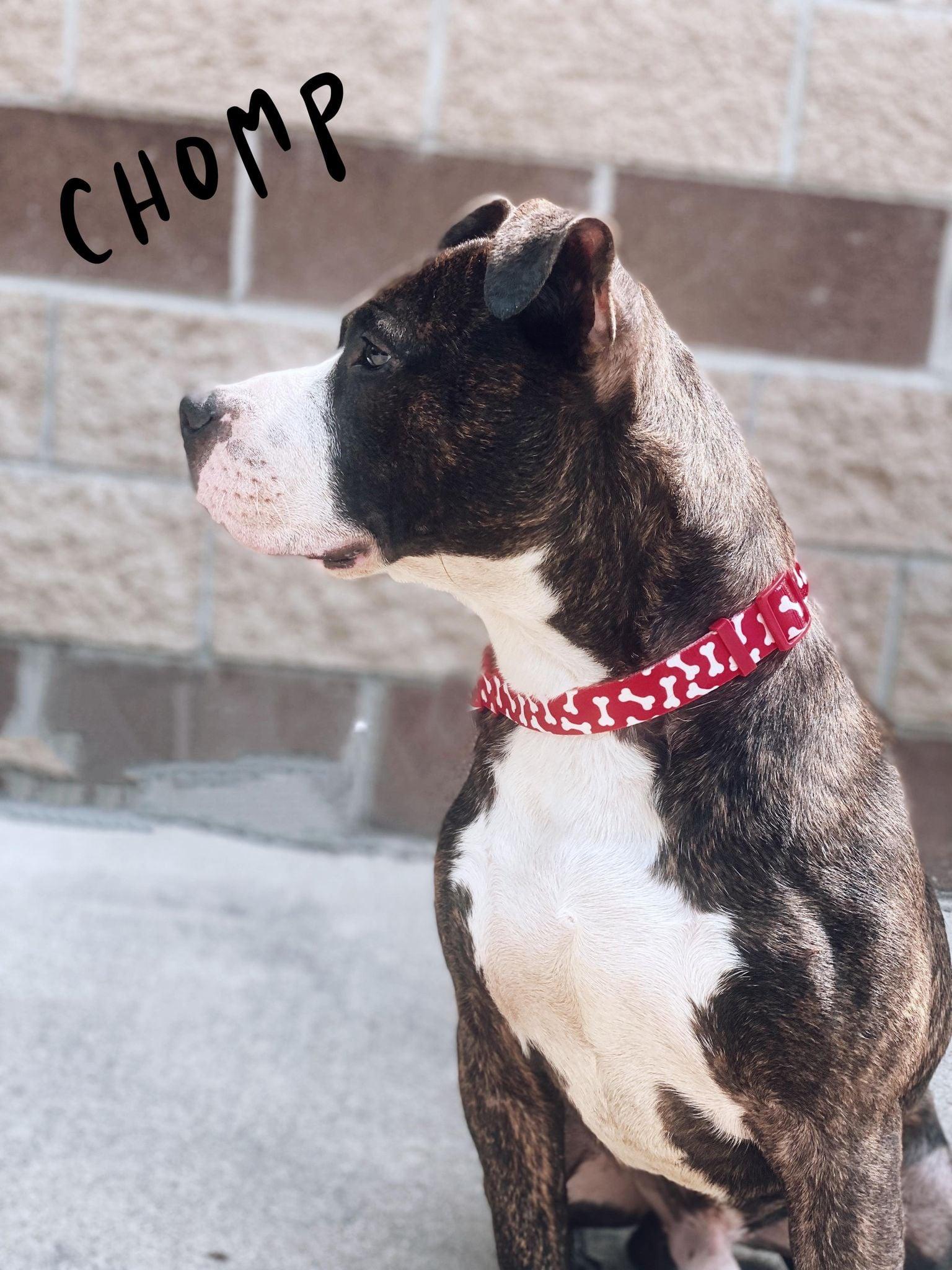 Enlarge chomp, a Adoptable mixed breed in MARION, IN image 3/6