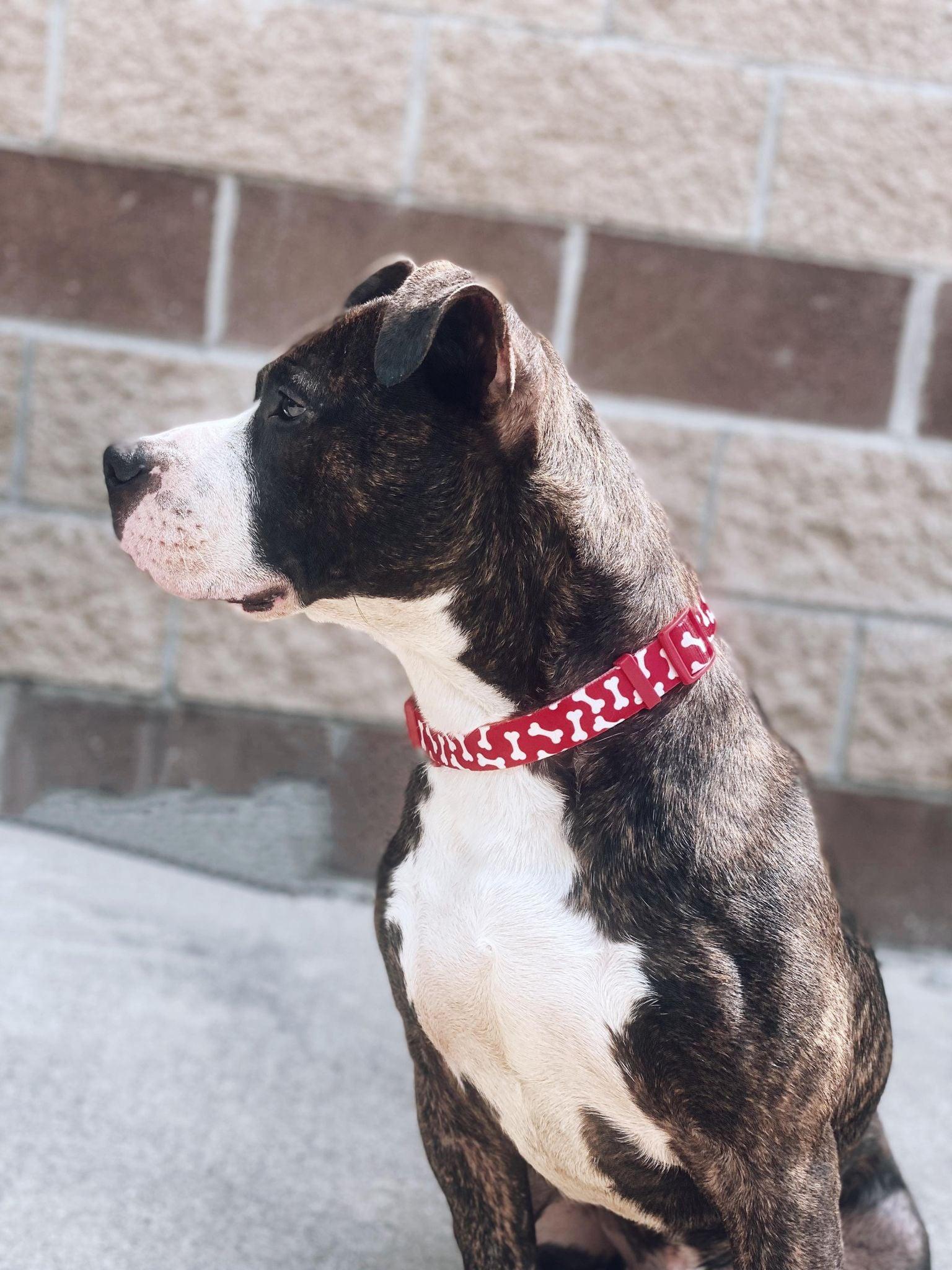 Enlarge chomp, a Adoptable mixed breed in MARION, IN image 4/6