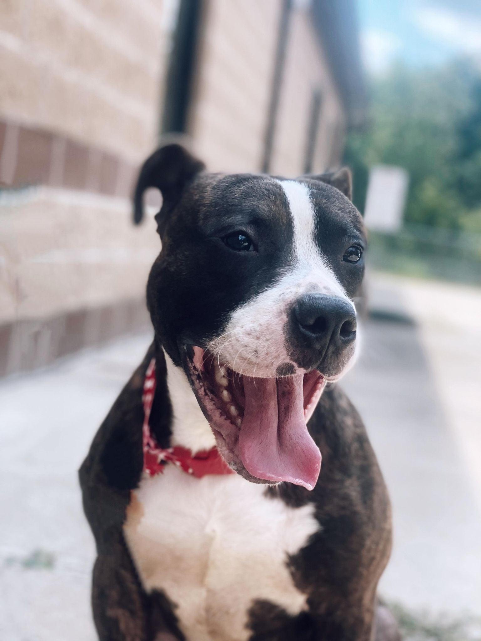 Enlarge chomp, a Adoptable mixed breed in MARION, IN image 5/6