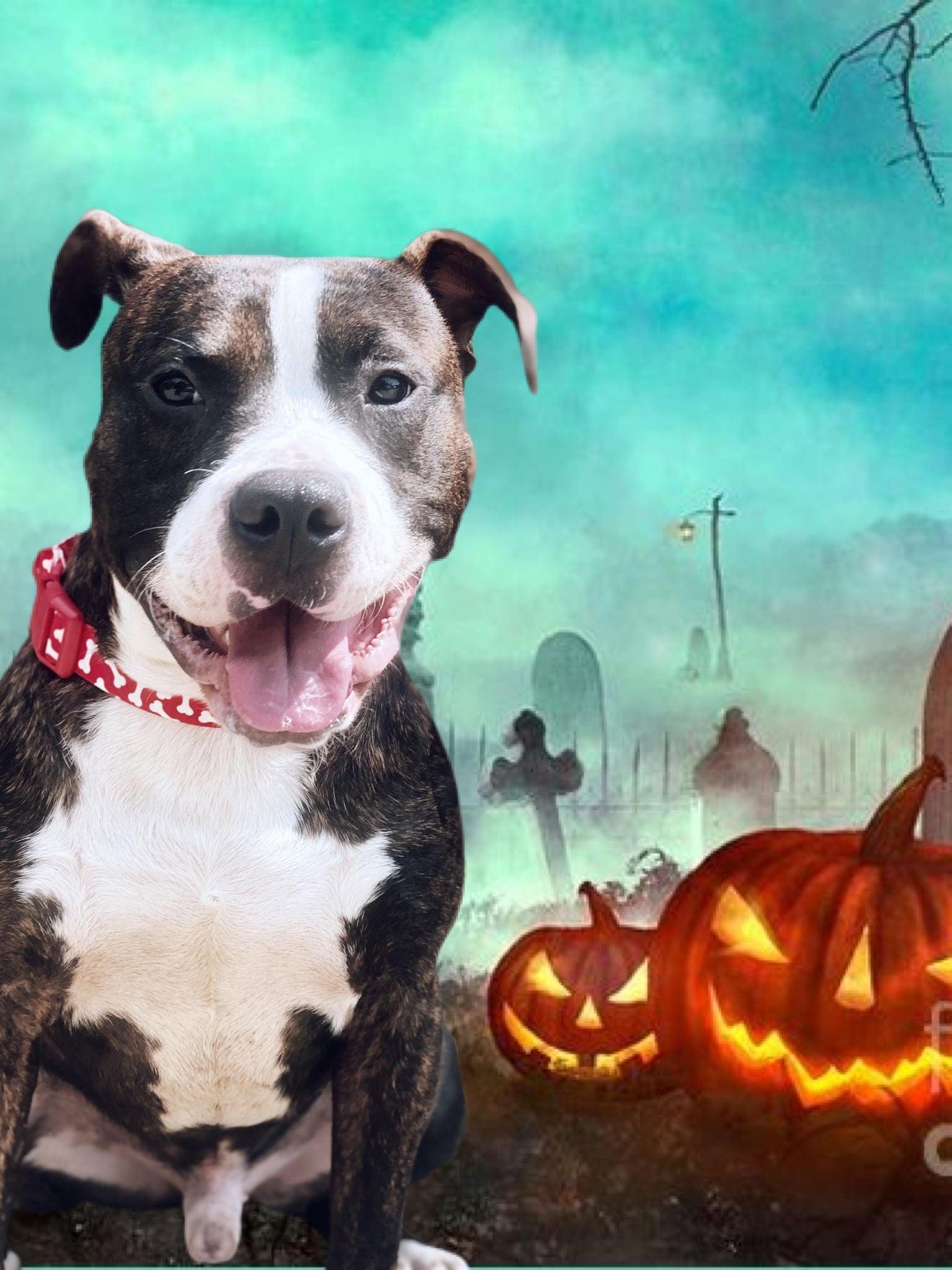 Enlarge chomp, a Adoptable mixed breed in MARION, IN image 6/6