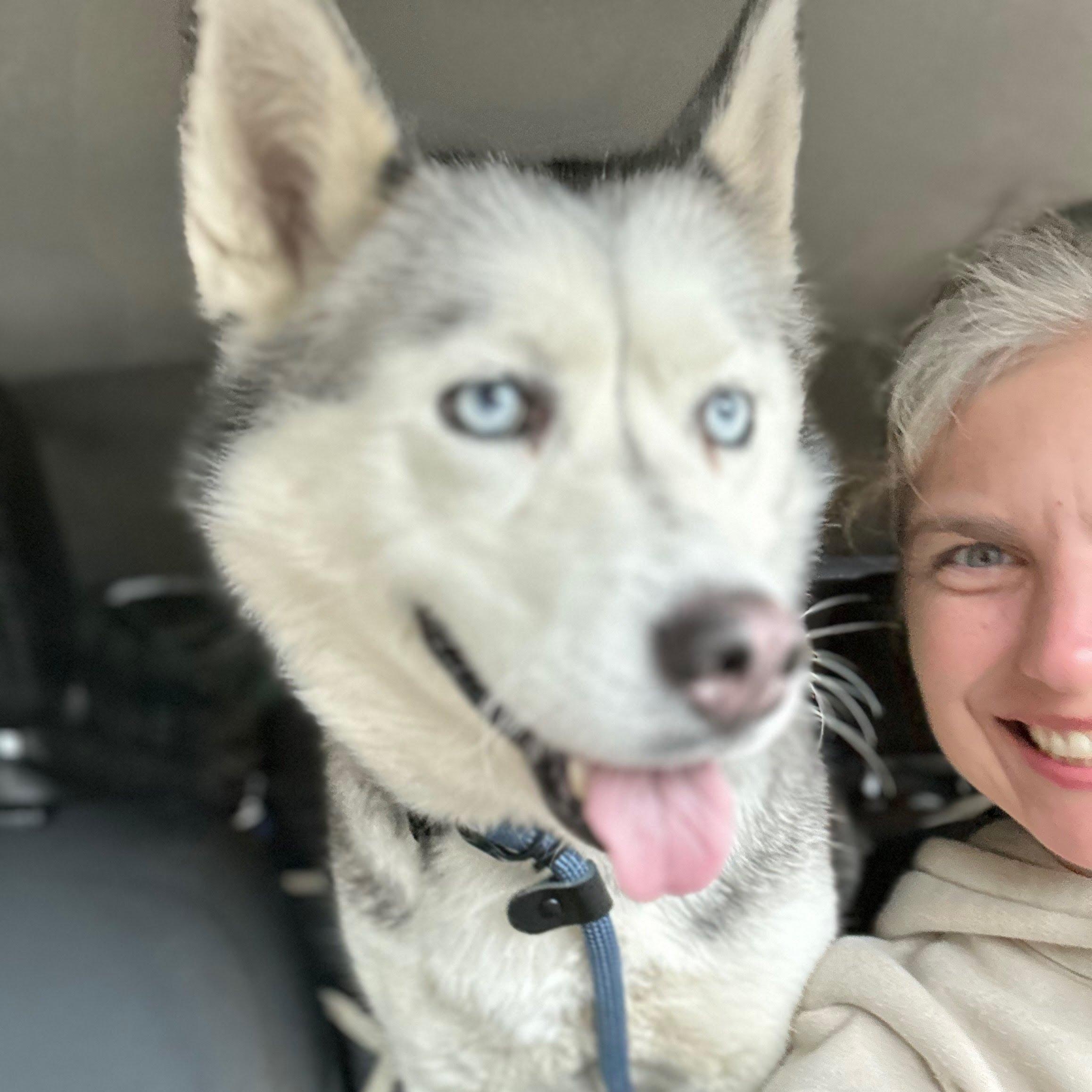 Ms. Marvelous Bella, Adult Female Husky