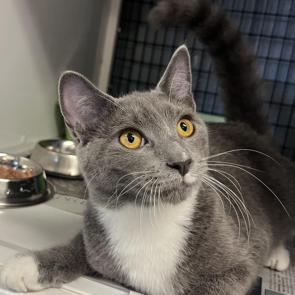Shadow, a Adoptable Domestic Short Hair in Ruckersville, VA image 1/3
