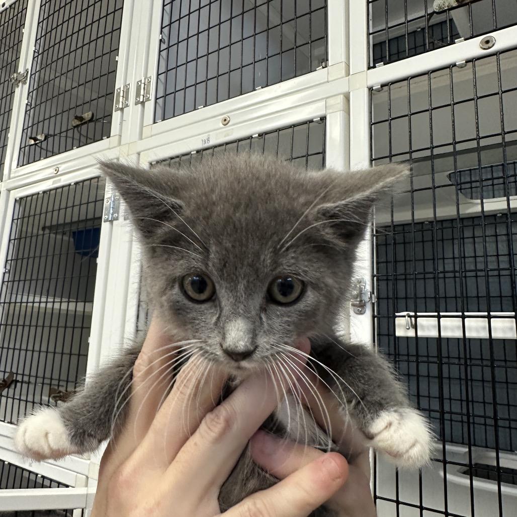 Shadow, Adoptable, Kitten Male Domestic Short Hair.