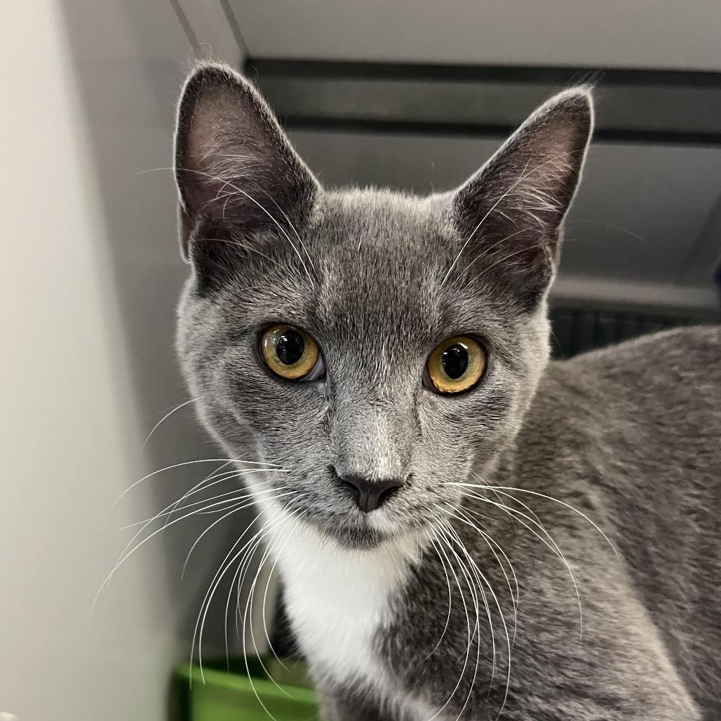 Shadow, a Adoptable Domestic Short Hair in Ruckersville, VA image 3/3
