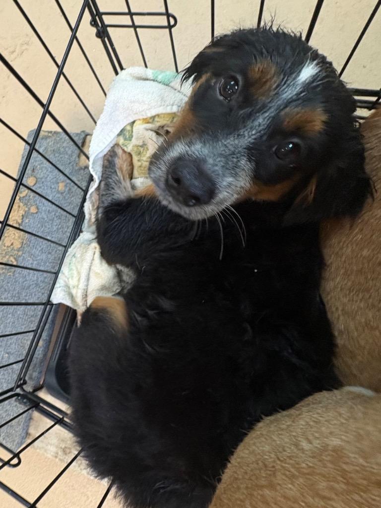 Ciabatta, Adoptable, Puppy Male Affenpinscher.