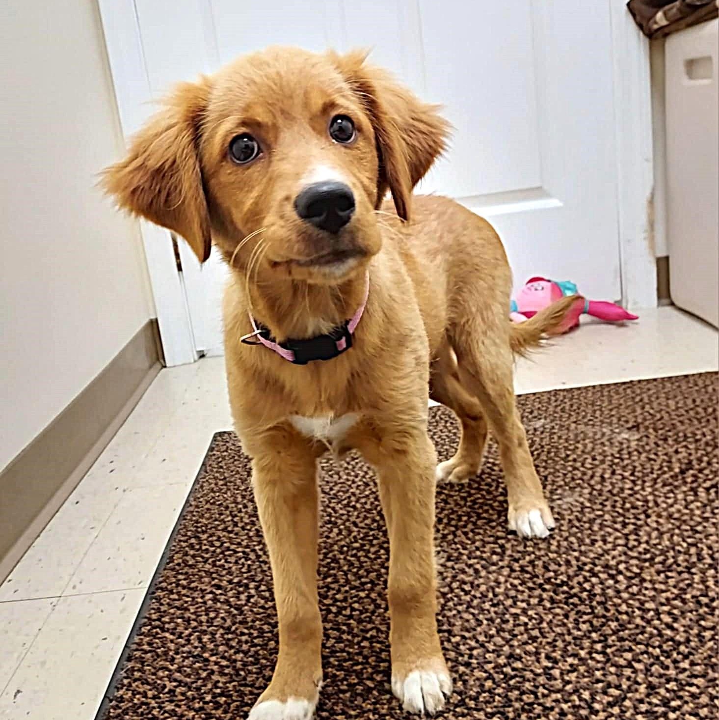 Mary Kate, Adopted, Puppy Female Golden Retriever.
