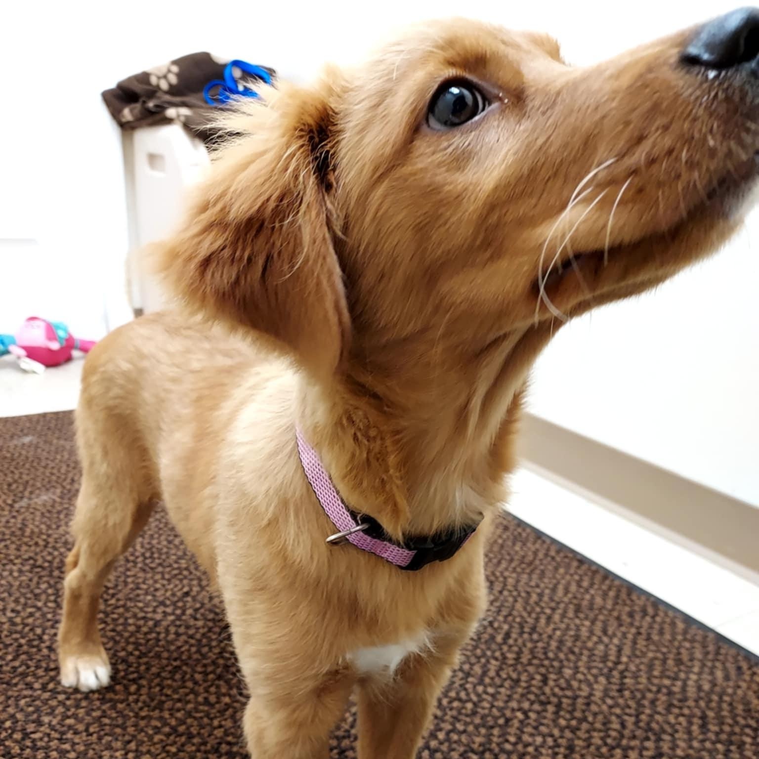 Mary Kate, a Adopted mixed breed in Falls Creek, PA image 3/4