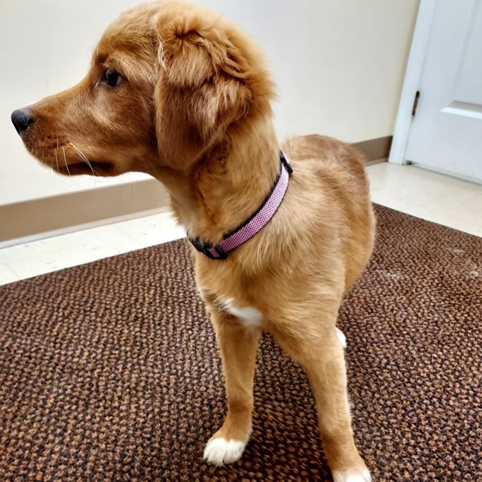 Mary Kate, a Adopted mixed breed in Falls Creek, PA image 4/4