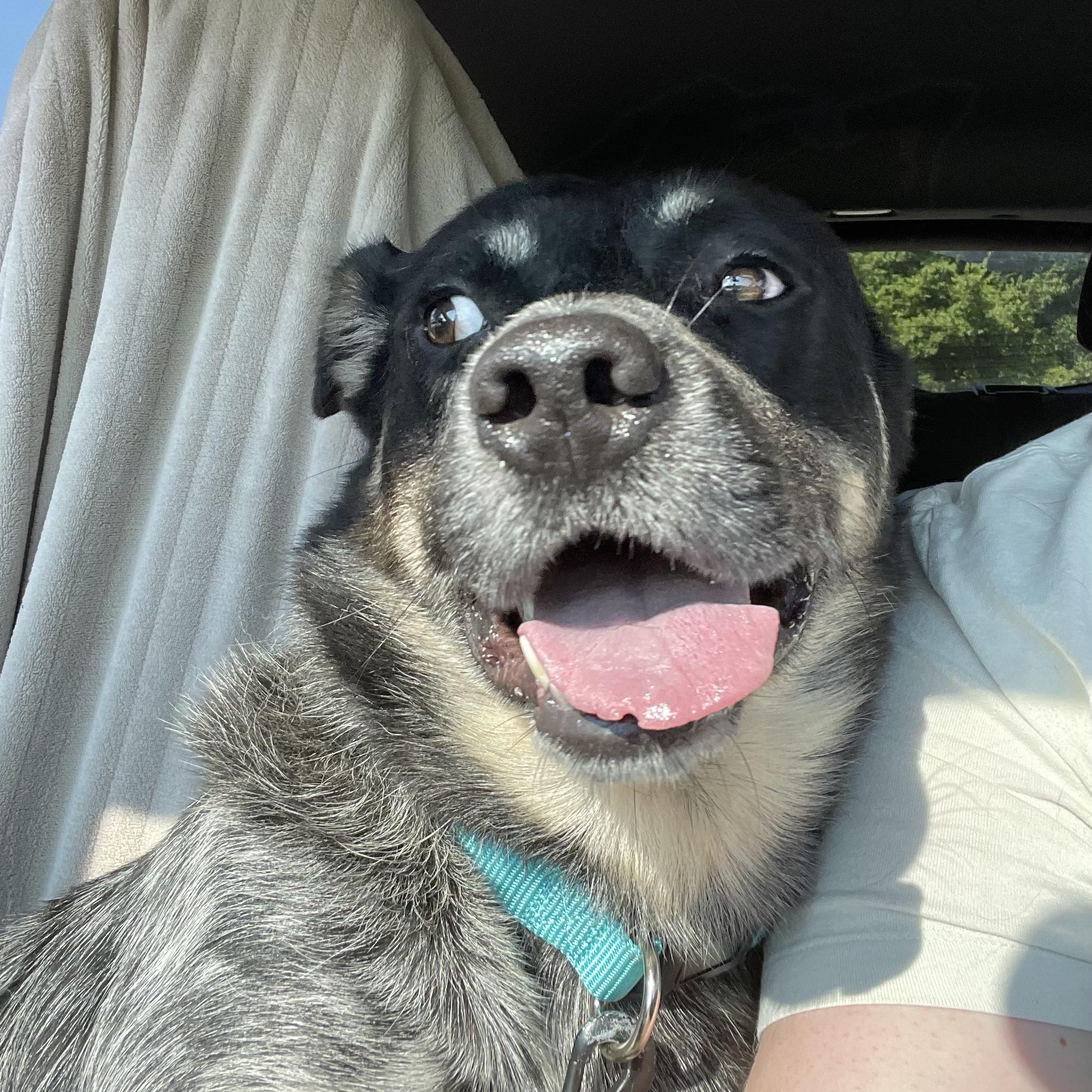 Flatiron, Adoptable, Adult Male Australian Cattle Dog / Blue Heeler & Border Collie.