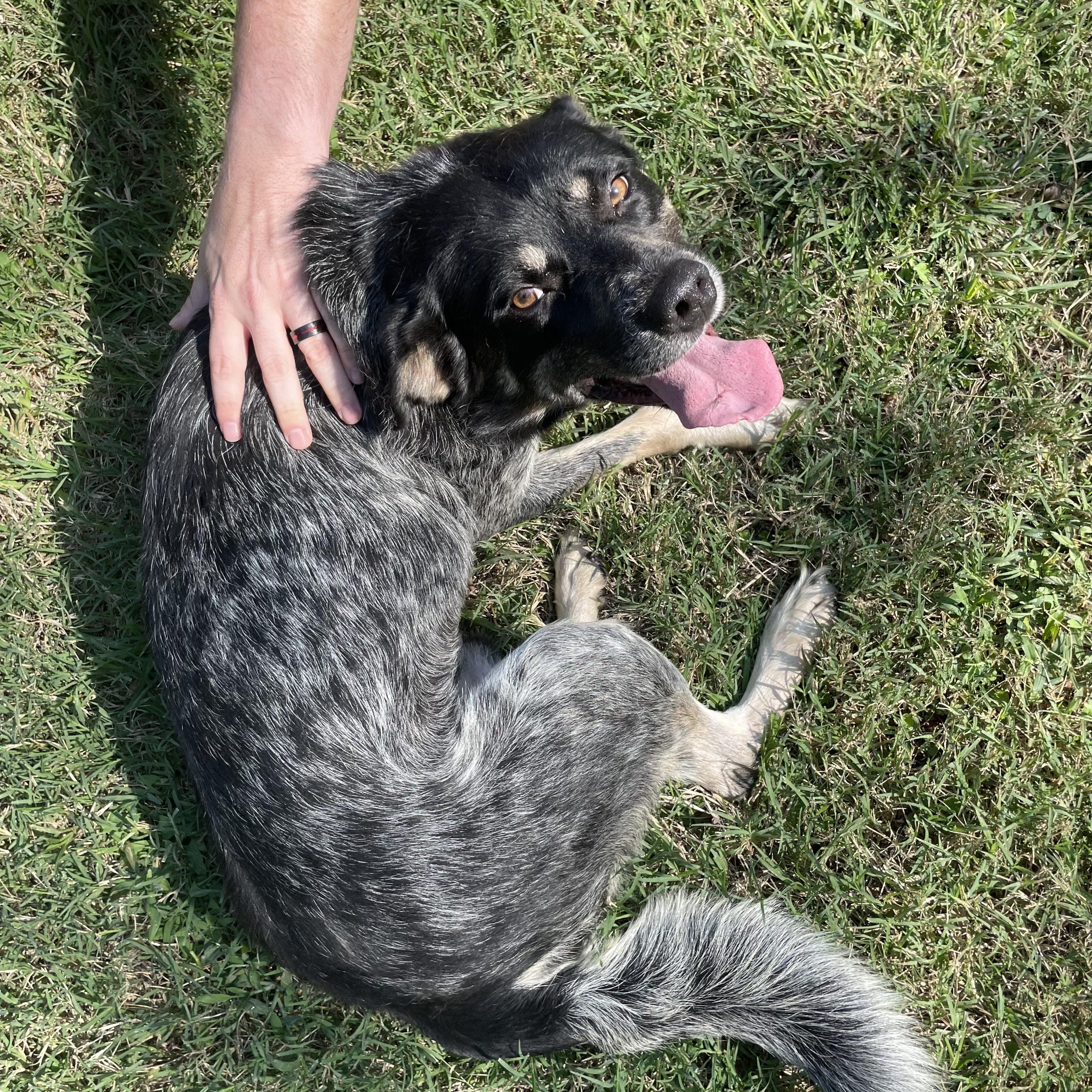 Enlarge Flatiron, a Adoptable mixed breed in Chatham, NJ image 2/6