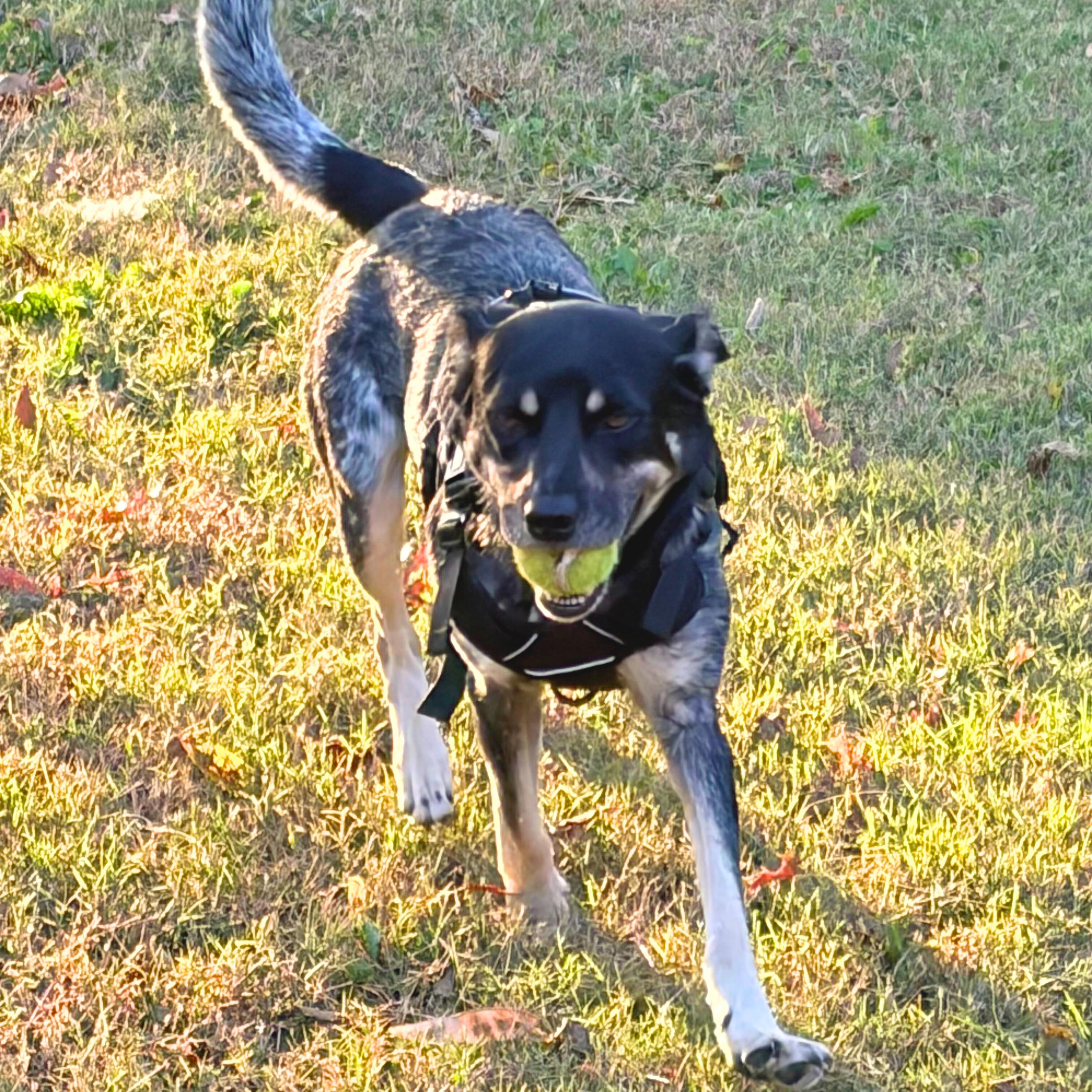 Enlarge Flatiron, a Adoptable mixed breed in Chatham, NJ image 4/6