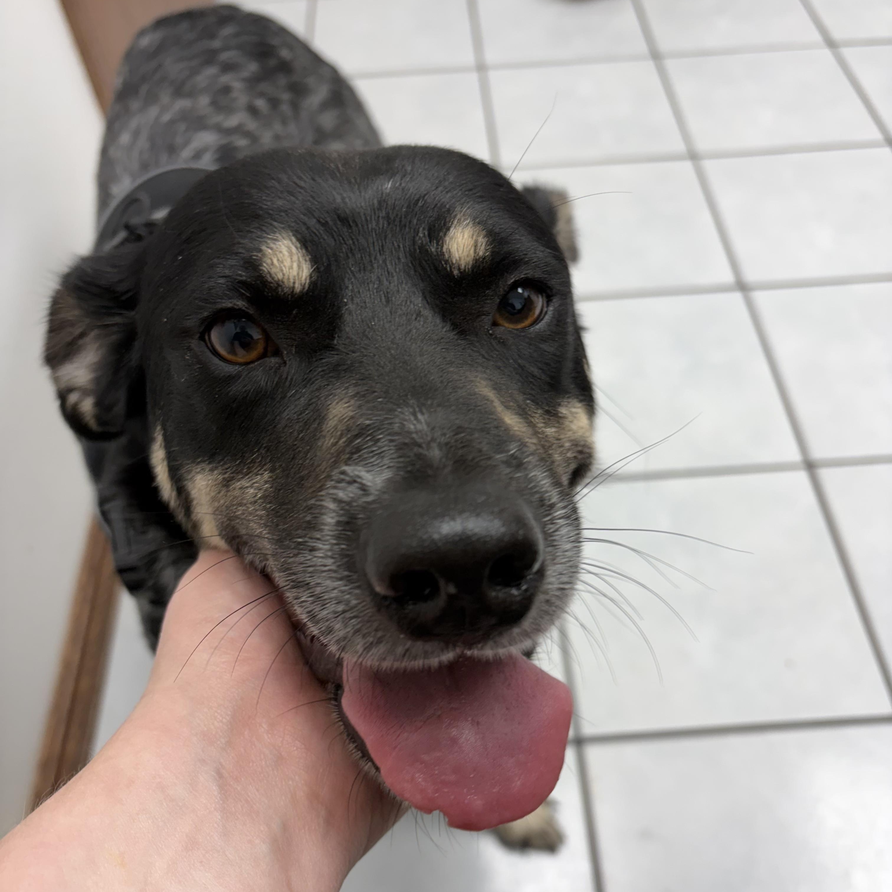 Enlarge Flatiron, a Adoptable mixed breed in Chatham, NJ image 6/6