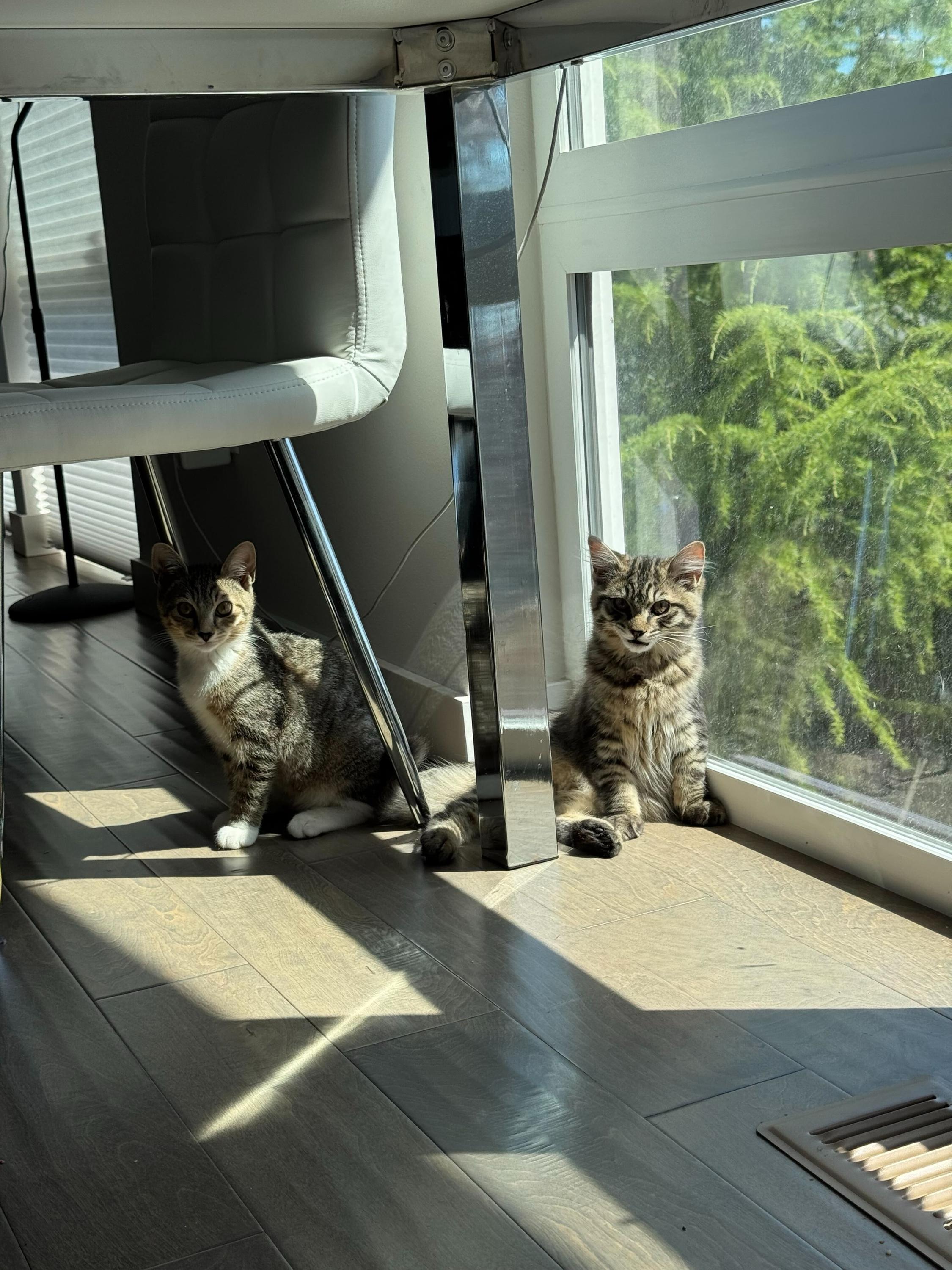 Skitty and Litten photo 5
