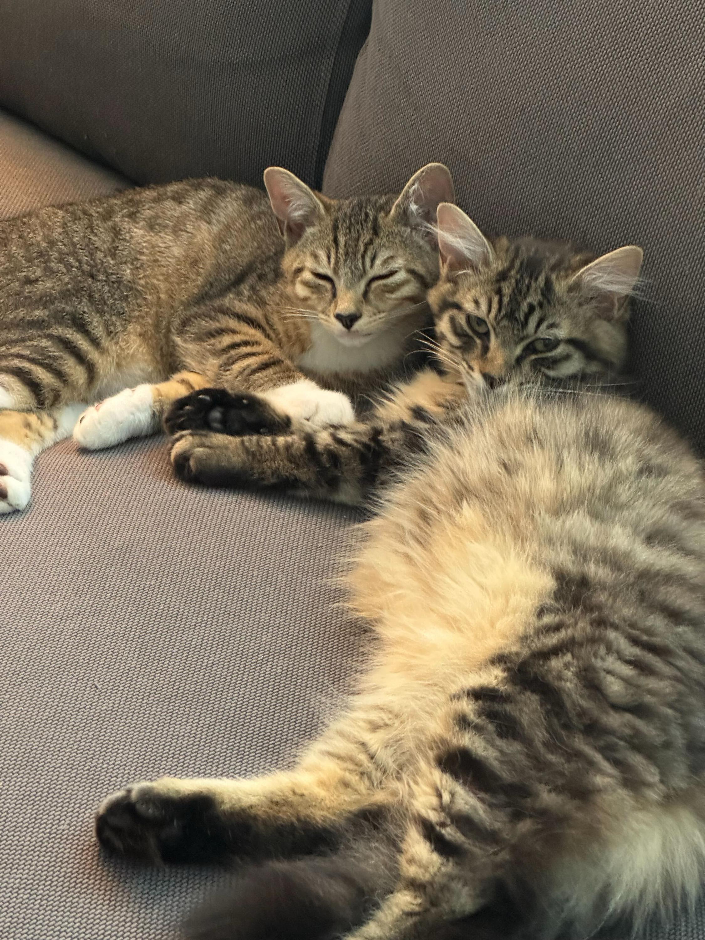 Skitty and Litten photo 2