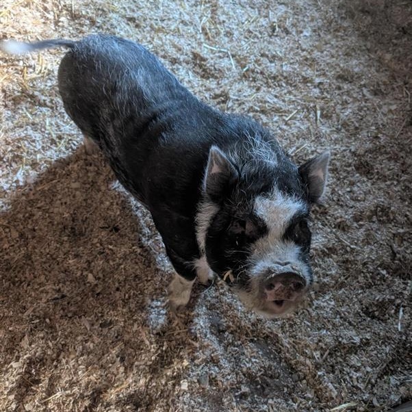 Enlarge Jack Skellington, a Adoptable mixed breed in Cooperstown, NY image 1/2