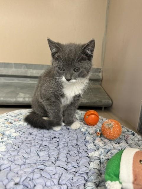 Enlarge 61827254, a Adopted Domestic Short Hair in Elko, NV image 1/1