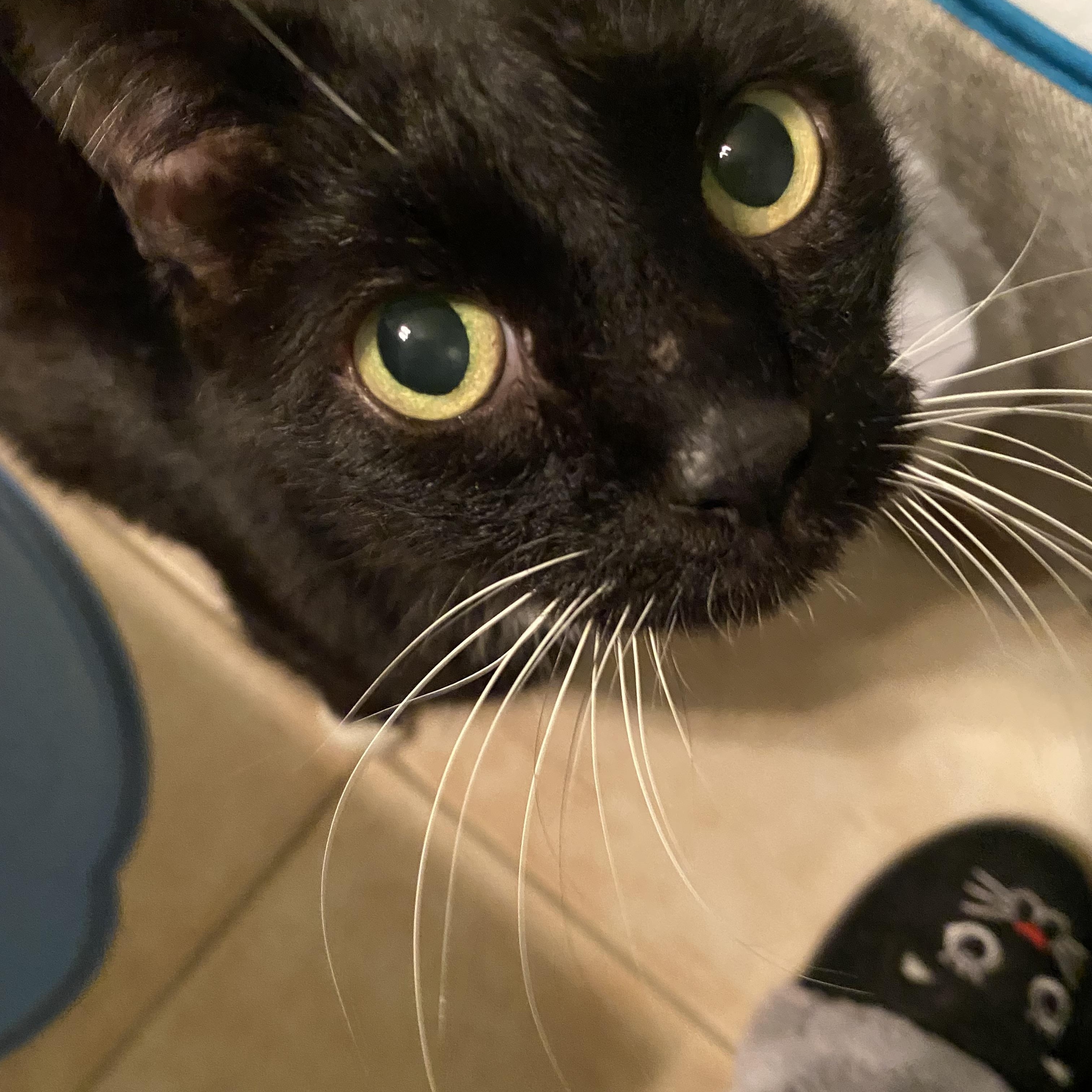 Enlarge Kringle, an adopted Tuxedo in Duluth, GA image 3/3