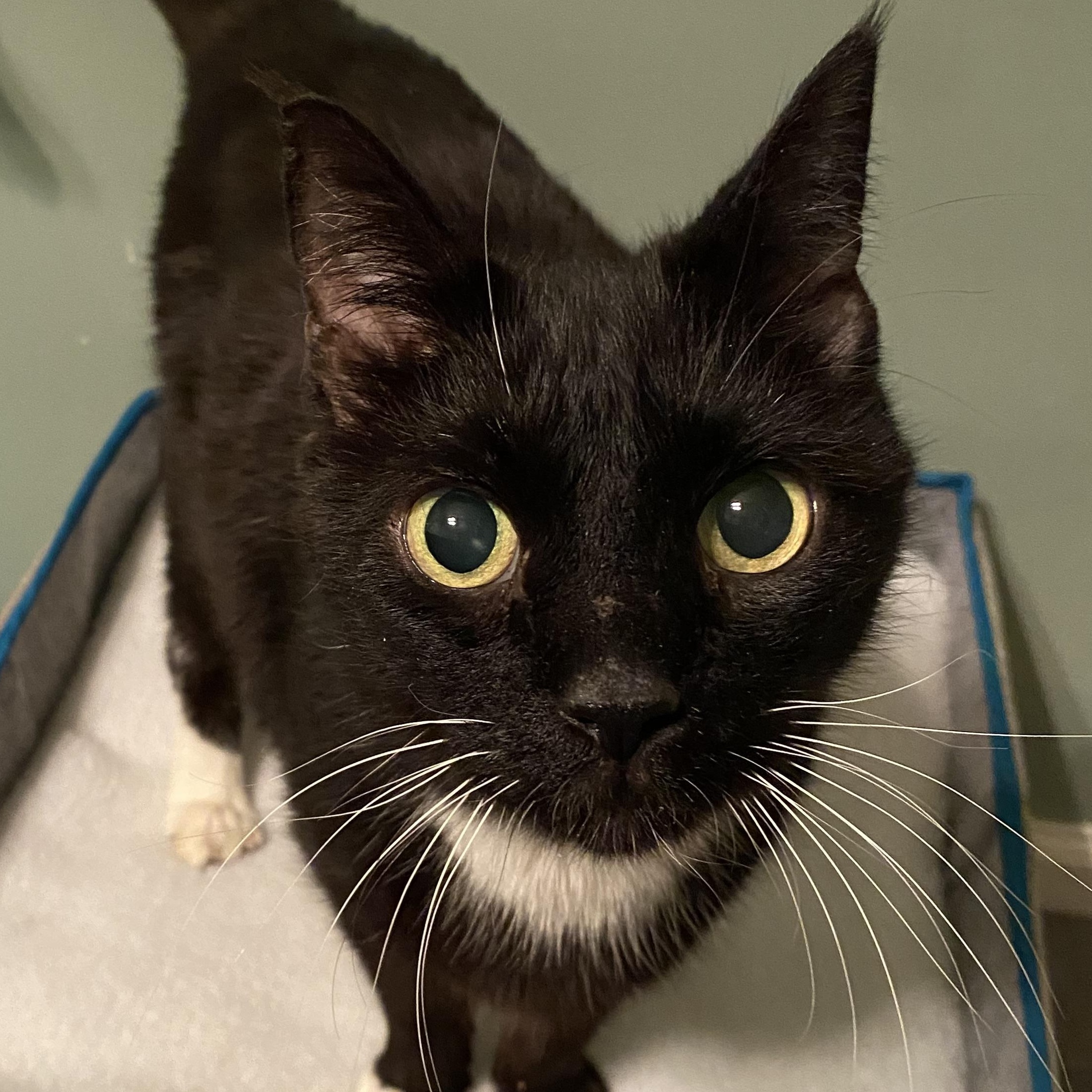 Kringle, adopted, Senior Male Tuxedo.