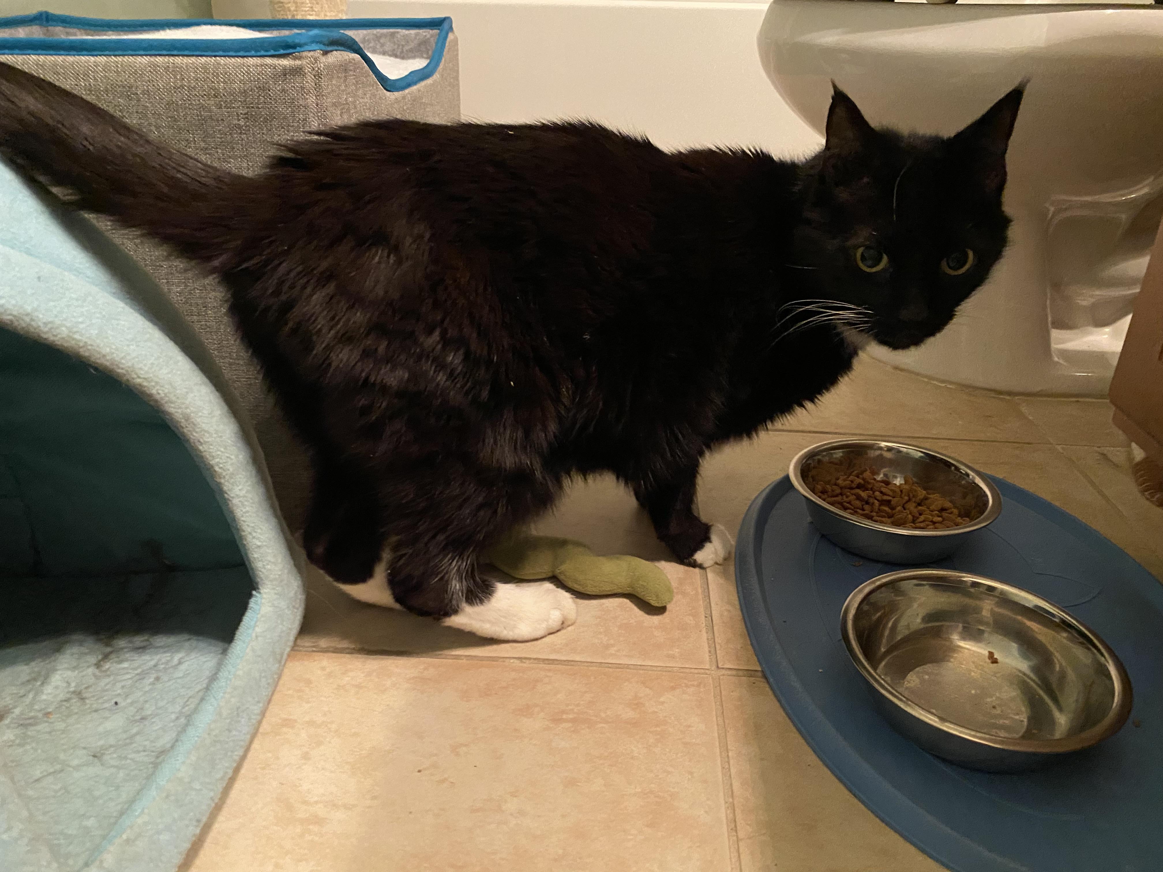 Enlarge Kringle, an adopted Tuxedo in Duluth, GA image 2/3