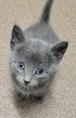 Enlarge litter of 4 kittens, an adopted mixed breed in Commerce, TX image 3/5