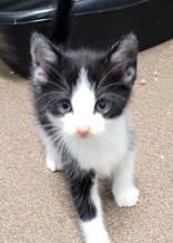 Enlarge litter of 4 kittens, an adopted mixed breed in Commerce, TX image 4/5