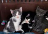 litter of 4 kittens, adopted, Young Male American Shorthair.