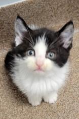 Enlarge litter of 4 kittens, an adopted mixed breed in Commerce, TX image 5/5