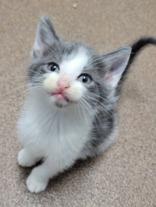 Enlarge litter of 4 kittens, an adopted mixed breed in Commerce, TX image 2/5