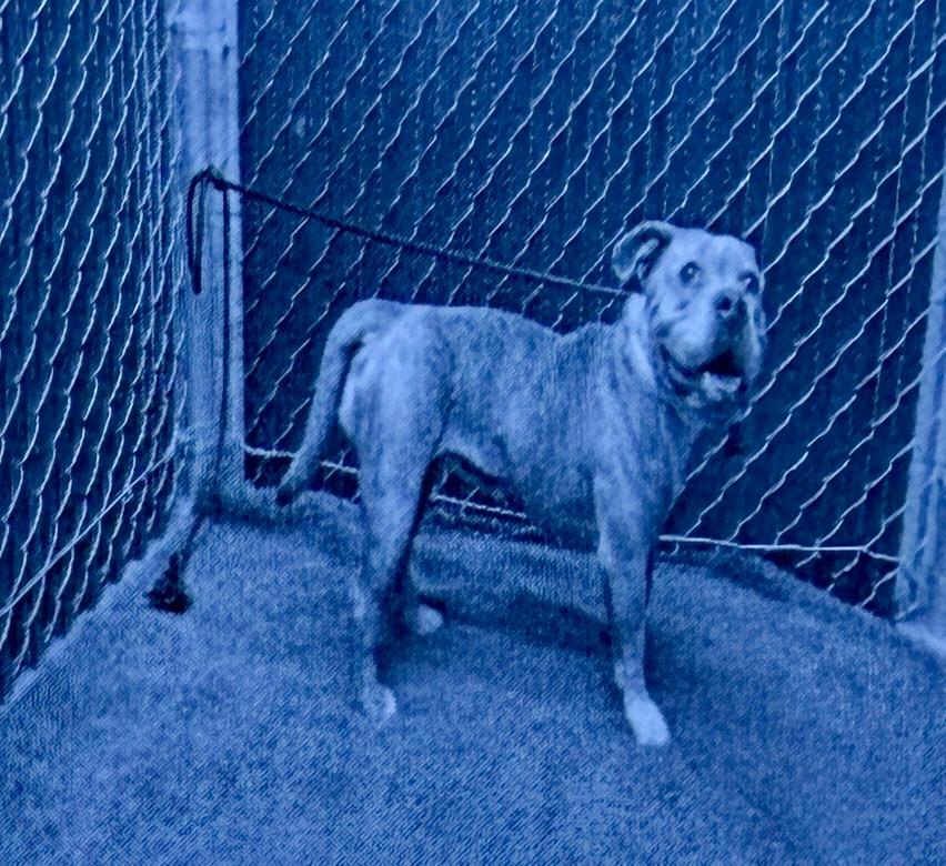 Enlarge Rebecca Downey, a Adopted mixed breed in San Pedro, CA image 1/1