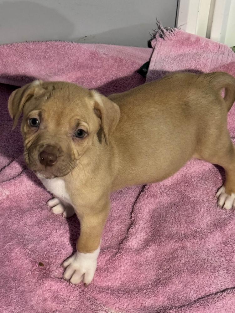 Enlarge Travist, a Adoptable mixed breed in Grand Rapids, MI image 1/6