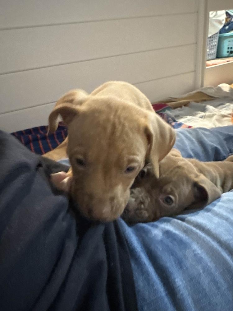 Enlarge Travist, a Adoptable mixed breed in Grand Rapids, MI image 2/6