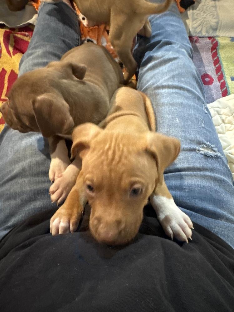 Enlarge Travist, a Adoptable mixed breed in Grand Rapids, MI image 4/6