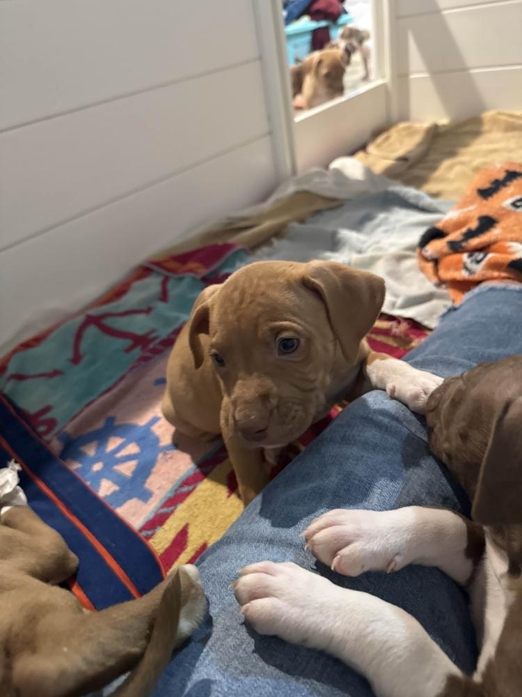 Enlarge Travist, a Adoptable mixed breed in Grand Rapids, MI image 5/6