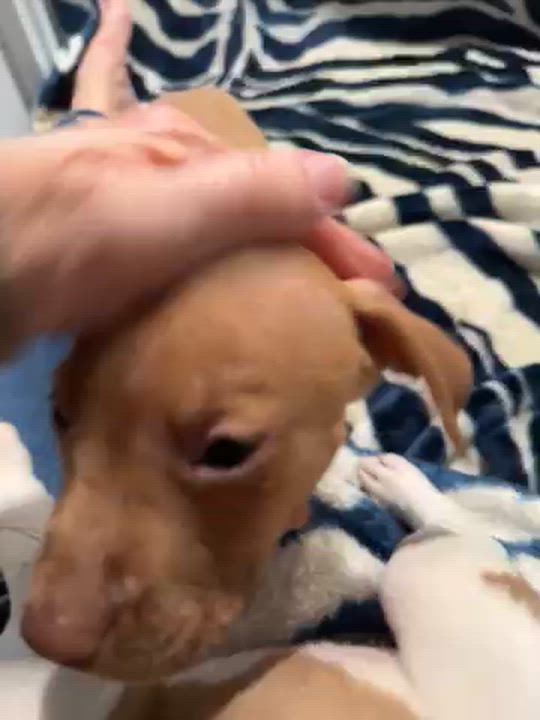 Enlarge Travist, a Adoptable mixed breed in Grand Rapids, MI video 6/6