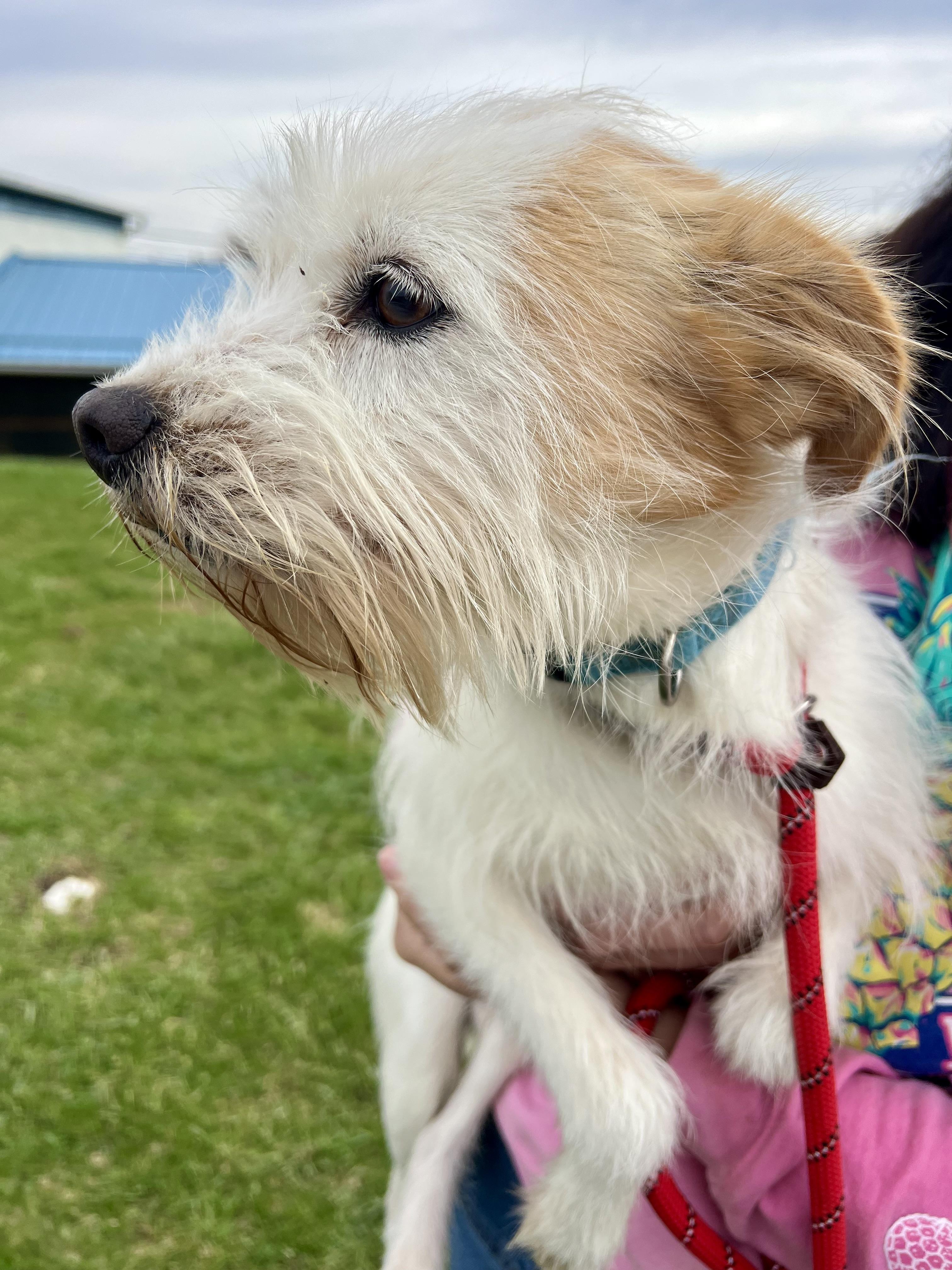 Prince, ADOPTABLE, Adult Male Cairn Terrier & Feist.