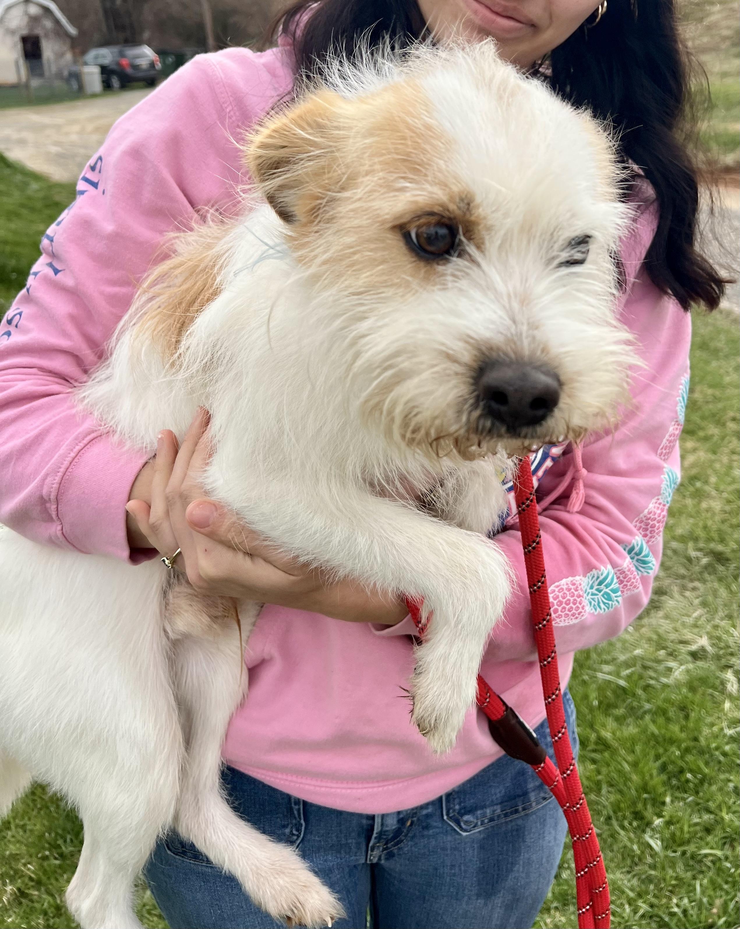 Enlarge Prince, a ADOPTABLE mixed breed in sparta, NC image 2/5