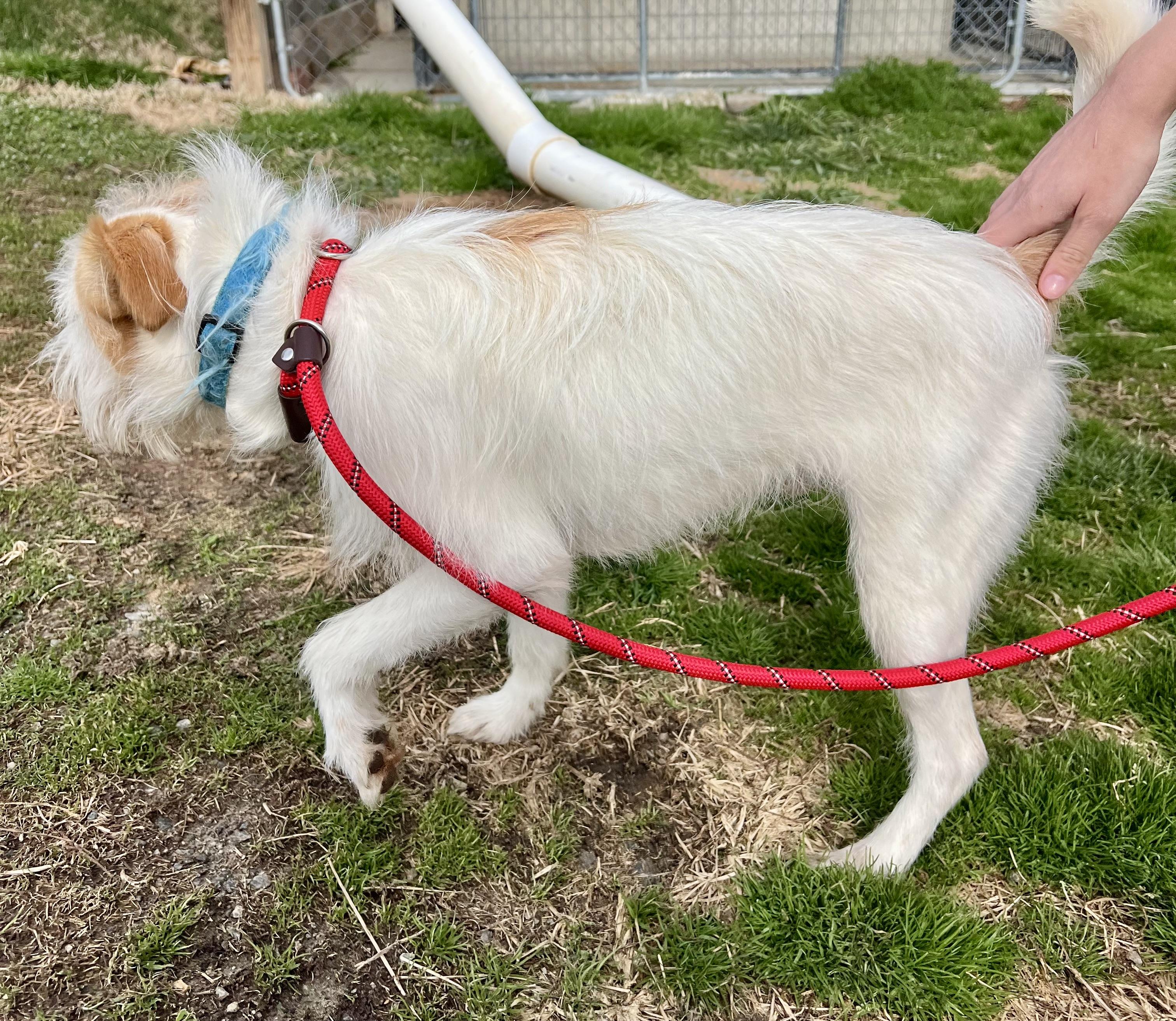 Enlarge Prince, a ADOPTABLE mixed breed in sparta, NC image 4/5