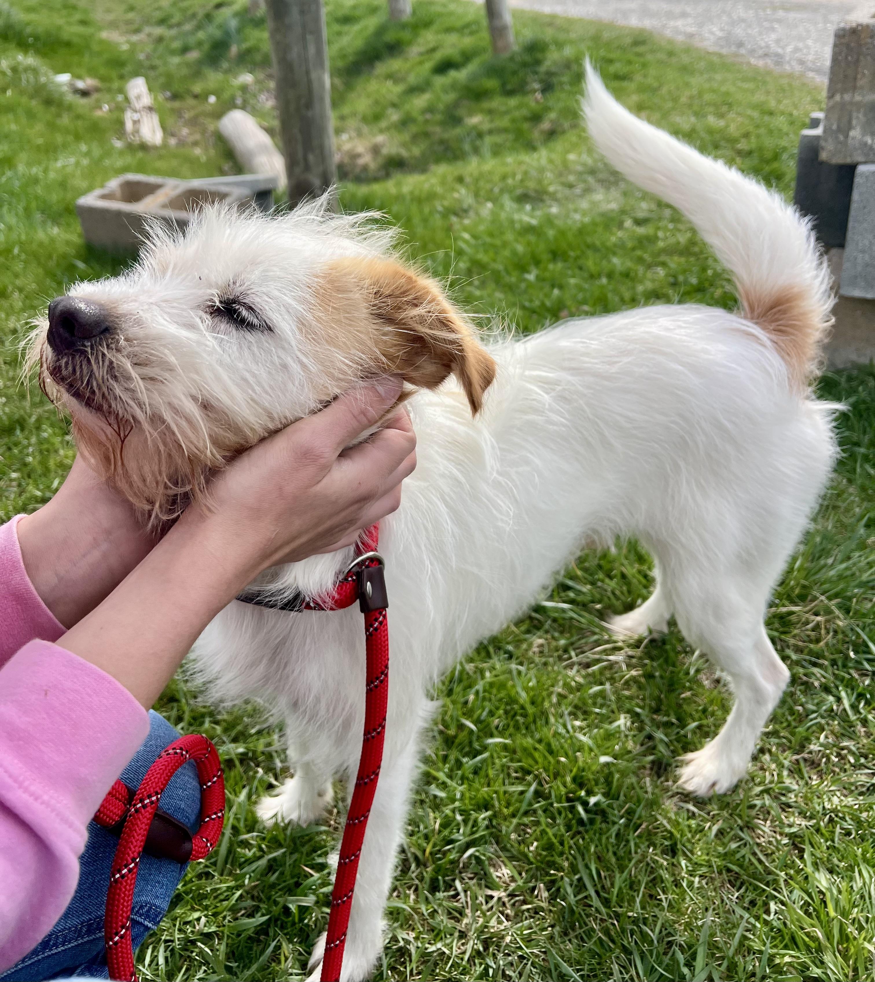 Enlarge Prince, a ADOPTABLE mixed breed in sparta, NC image 5/5