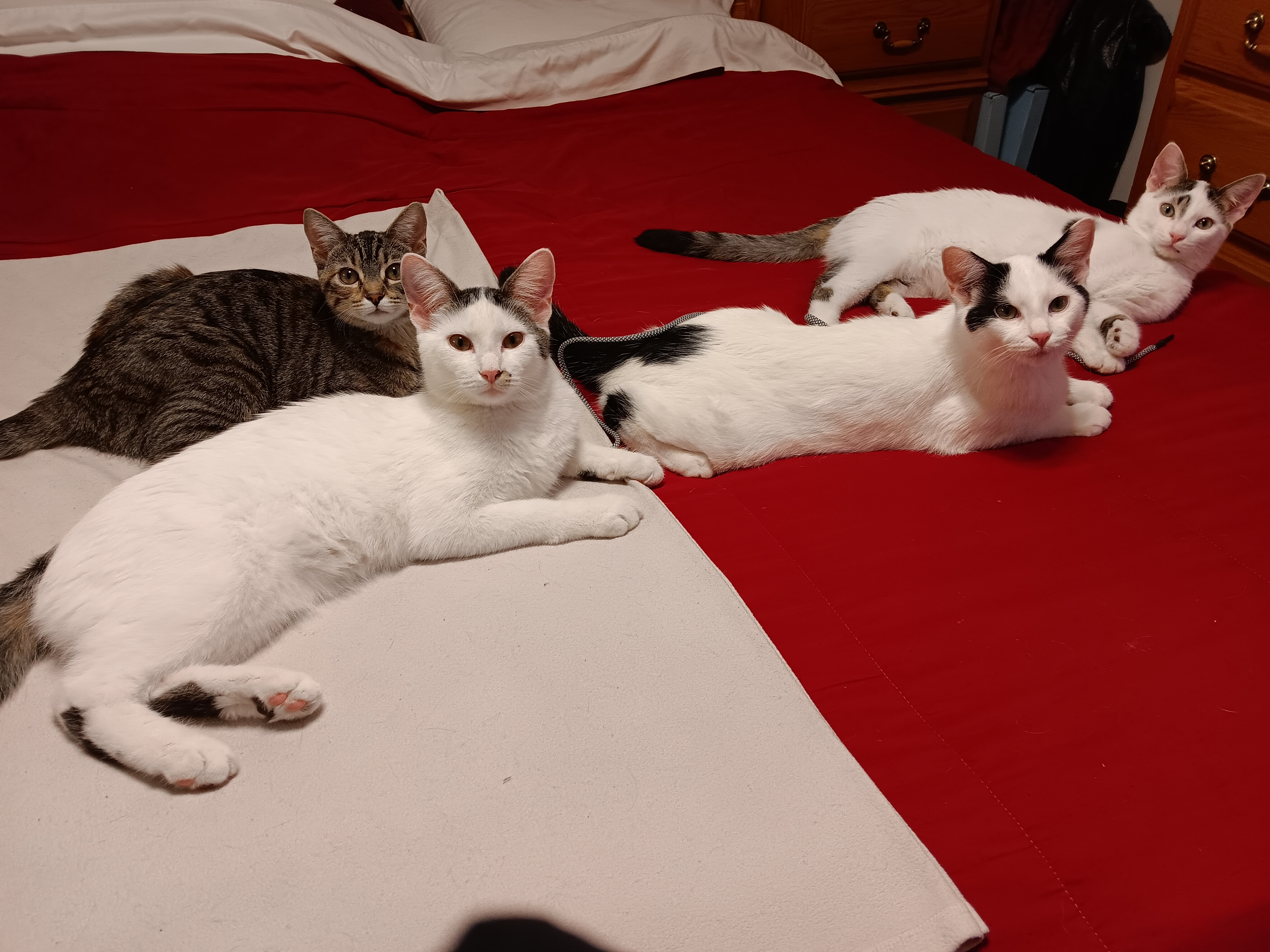 Enlarge Jason, a Adoptable Domestic Short Hair in St. Charles, IL image 5/6