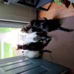 Enlarge Jason, a Adoptable Domestic Short Hair in St. Charles, IL image 6/6