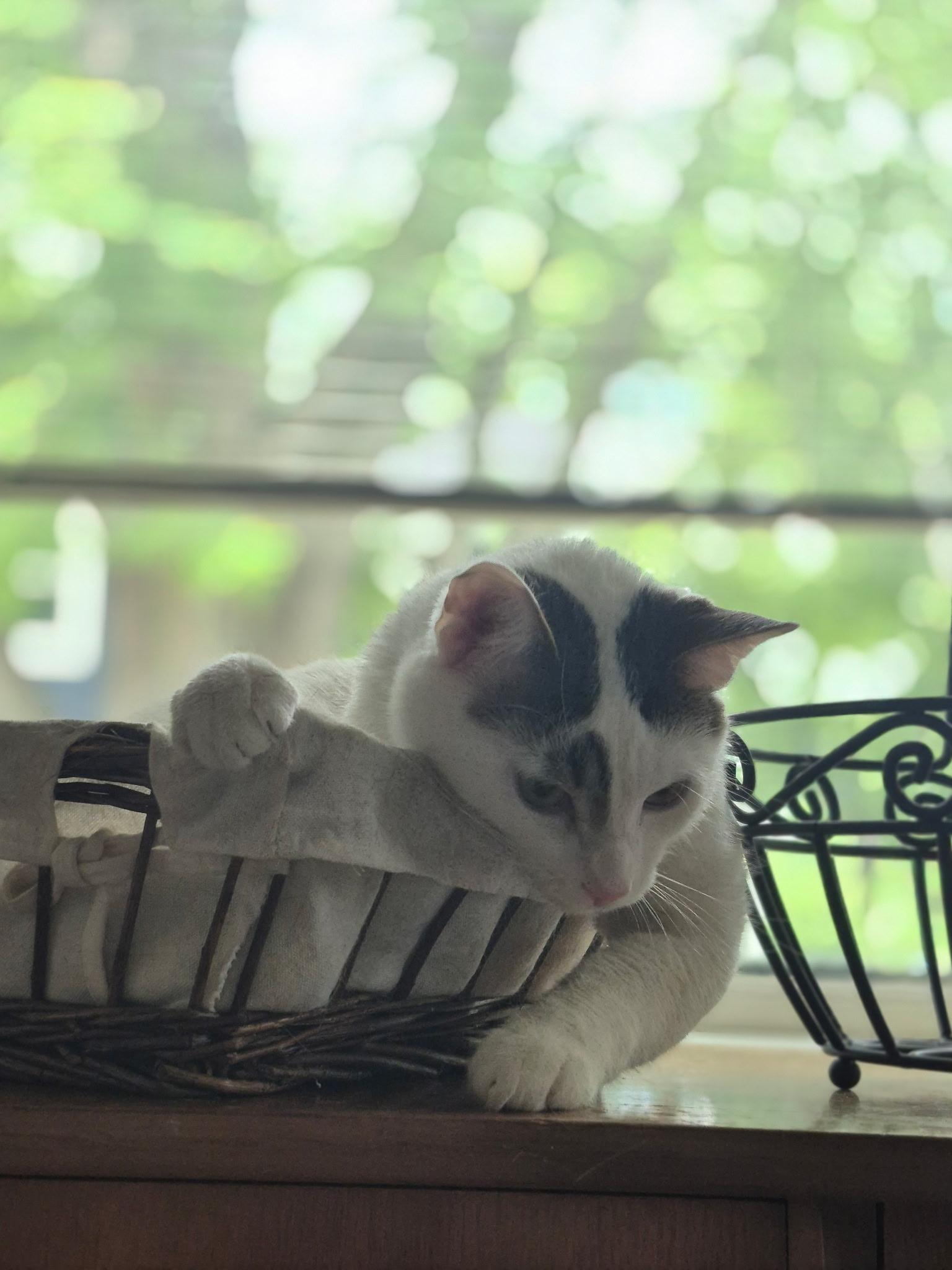 Enlarge Jason, a Adoptable Domestic Short Hair in St. Charles, IL image 4/6