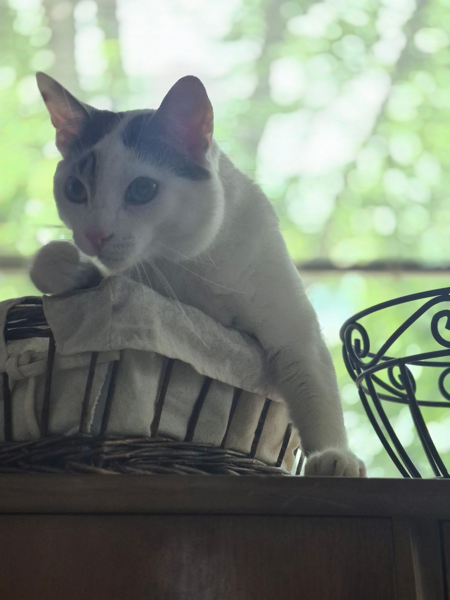 Jason, Adoptable, Young Male Domestic Short Hair.