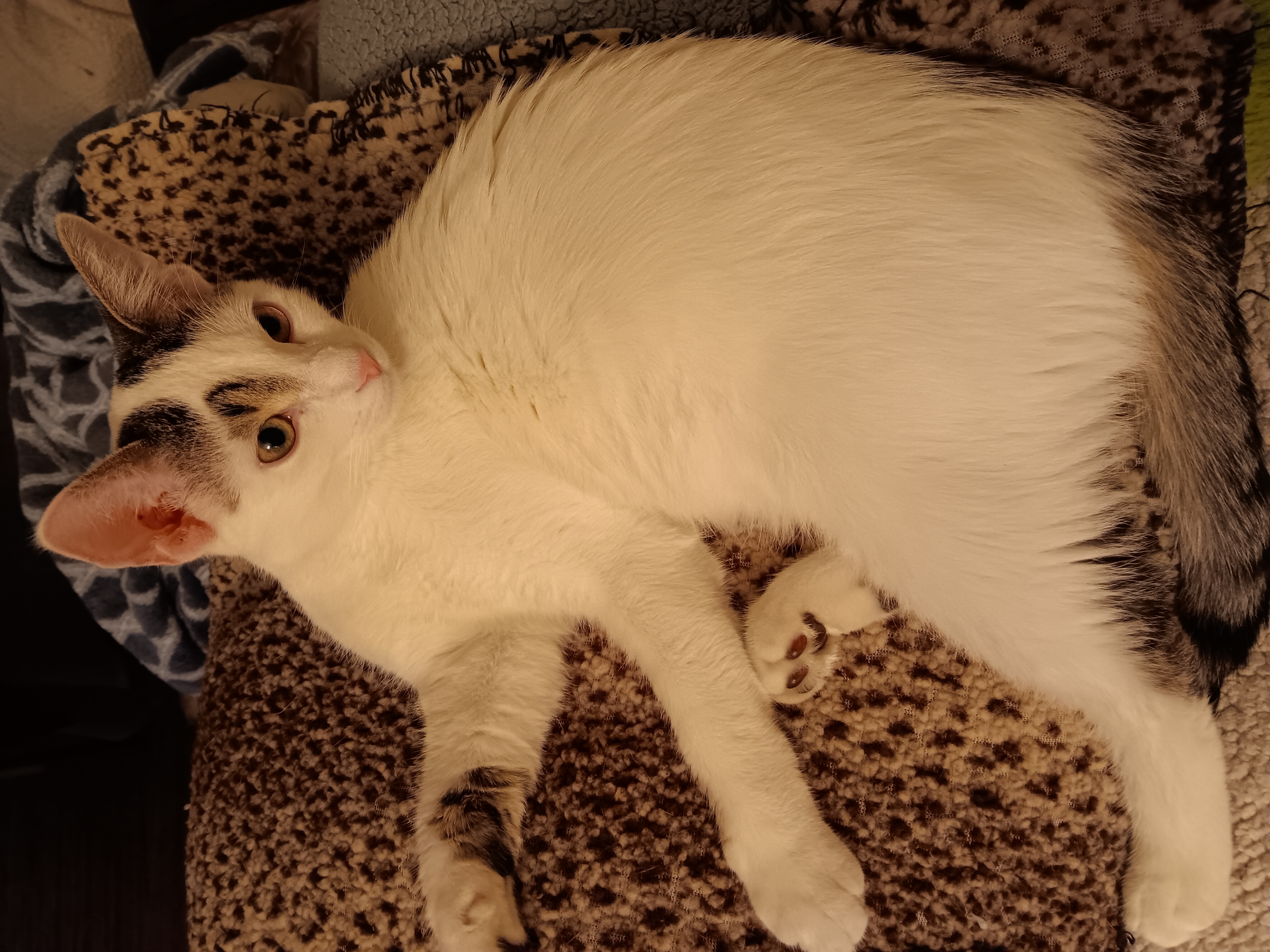 Enlarge Jason, a Adoptable Domestic Short Hair in St. Charles, IL image 2/6