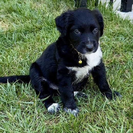 Molly Graze, an adoptable mixed breed in Thompson's Station, TN image 3/3