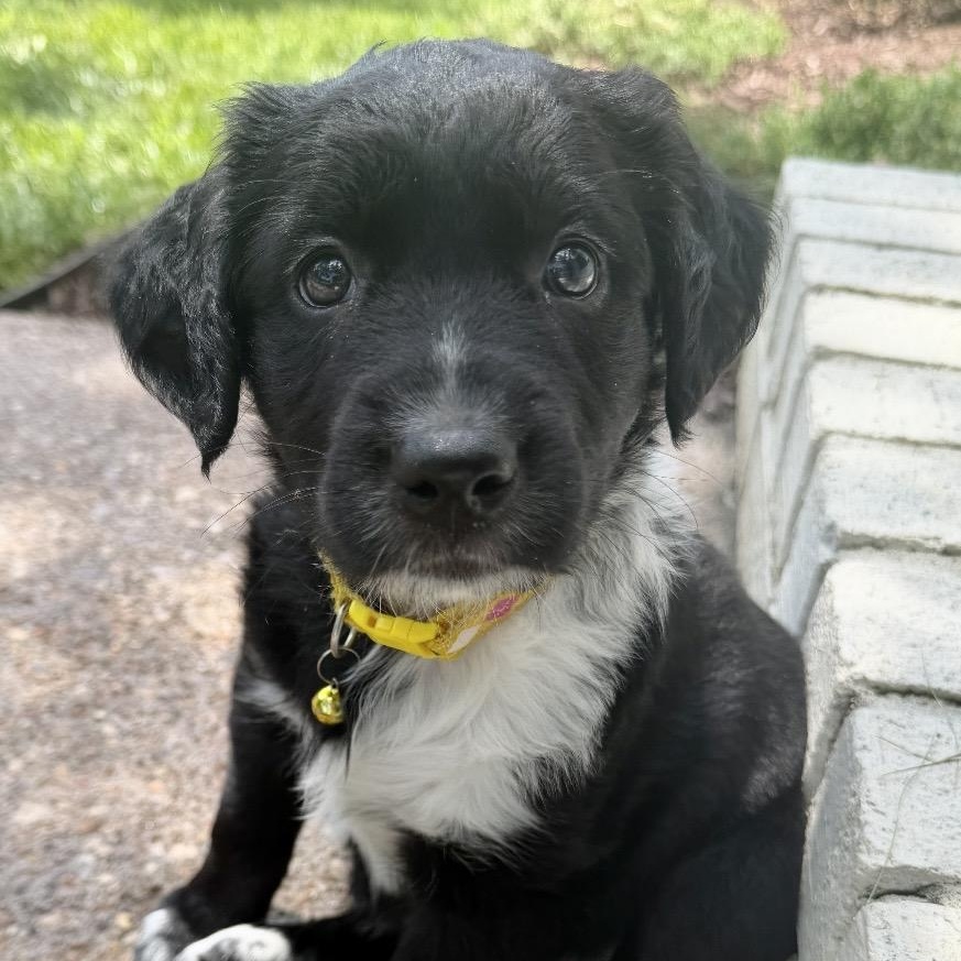Molly Graze, adoptable, Puppy Female Labrador Retriever.