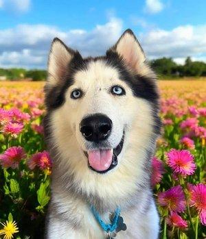 Kai